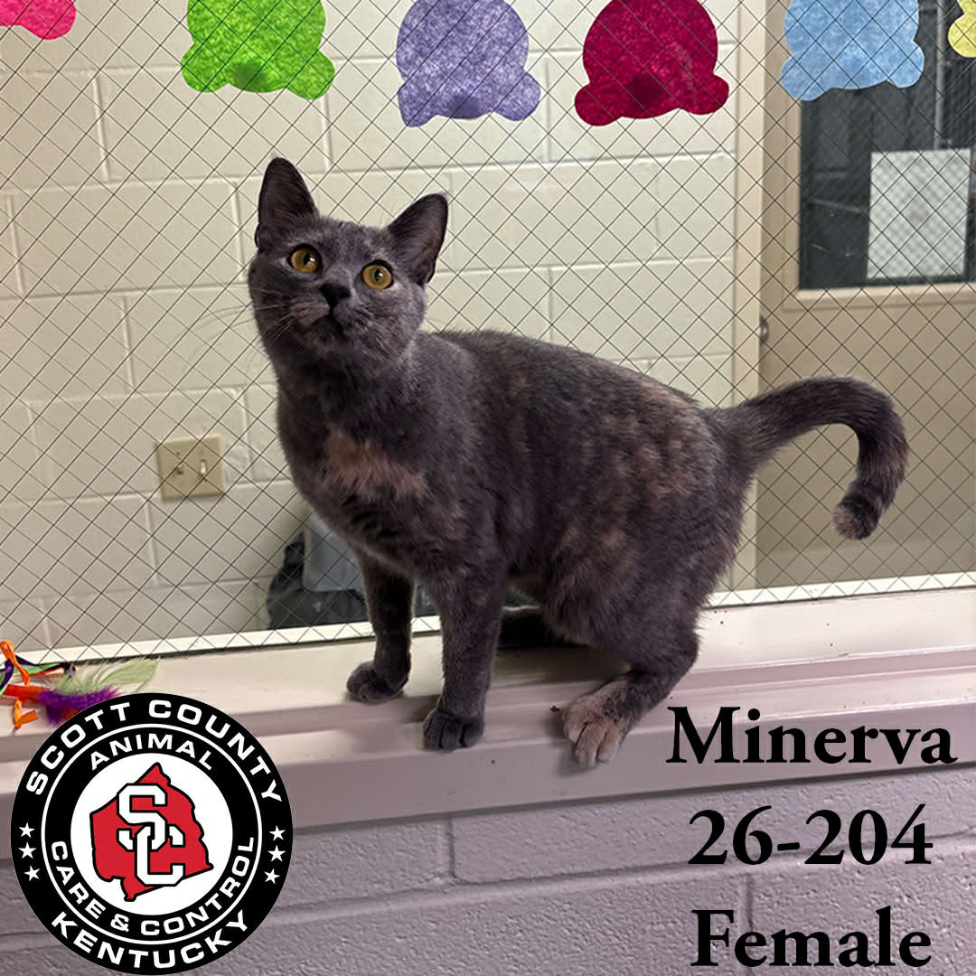 Minerva
