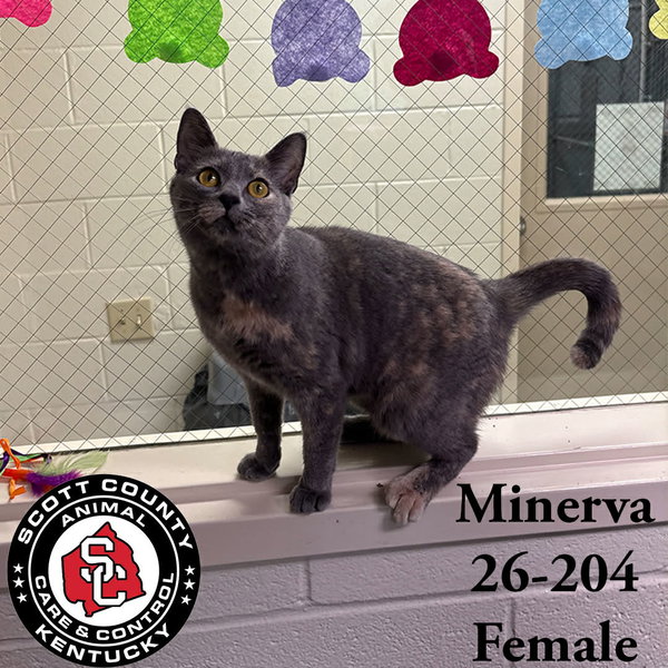 Minerva