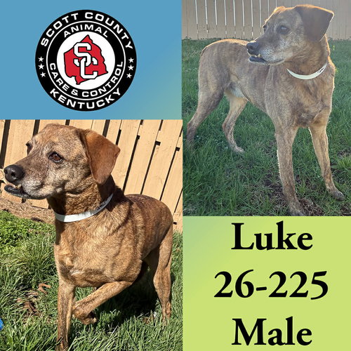 Luke, an adoptable Mountain Cur in Georgetown, KY