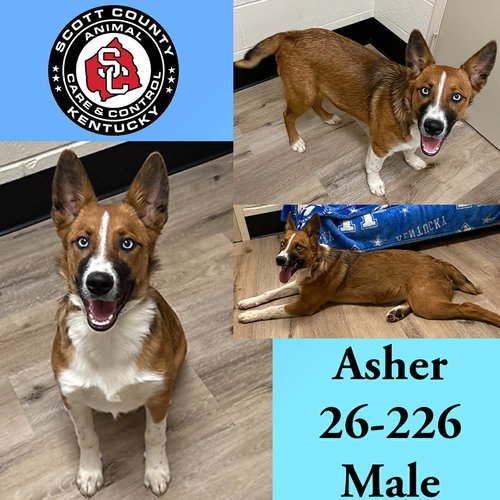 ASHER - Shepherd for adoption in Lexington