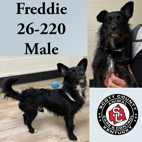 Freddie, an adoptable Terrier in Georgetown, KY