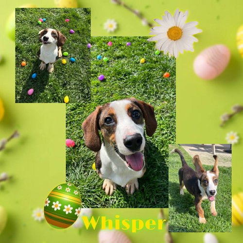 Whisper, an adoptable Basset Hound in Georgetown, KY