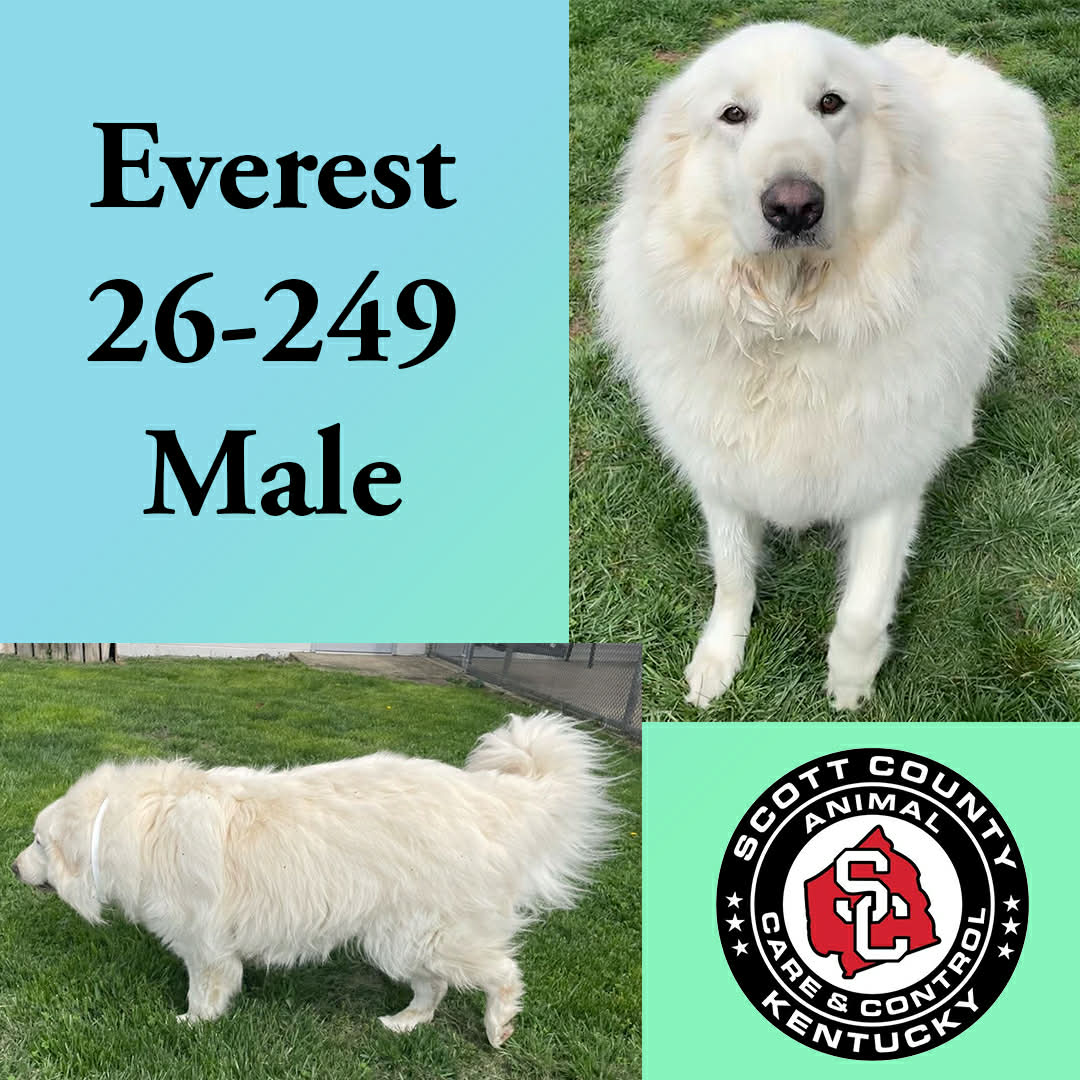 Everest Image