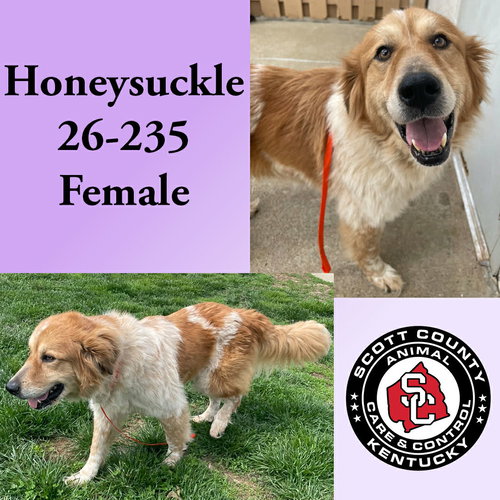 Honeysuckle, an adoptable Great Pyrenees in Georgetown, KY