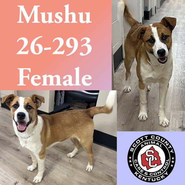 Mushu