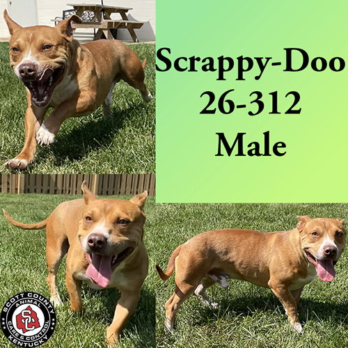 Scrappy-Doo, an adoptable American Pit Bull Terrier in Georgetown, KY