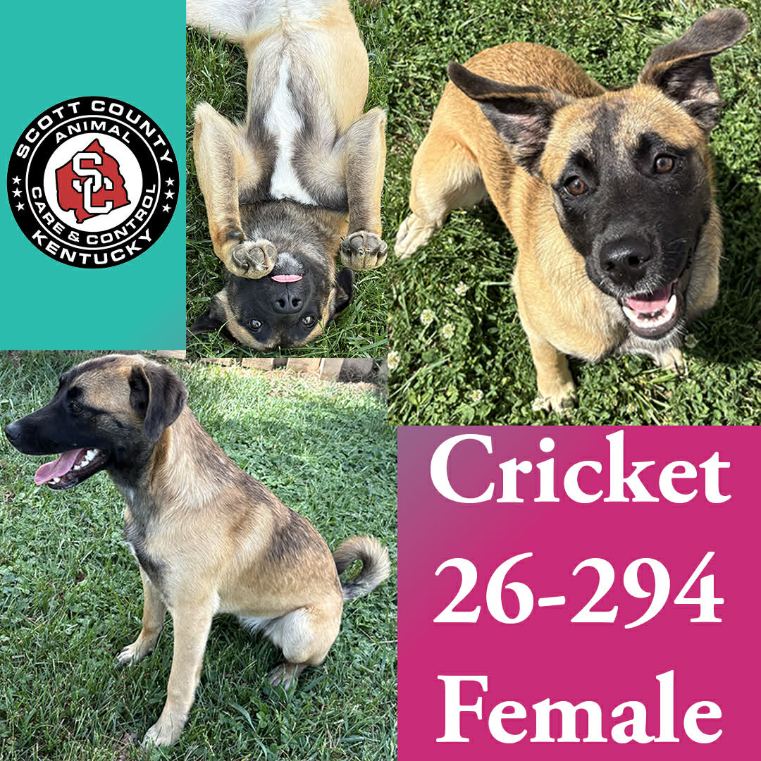 Cricket