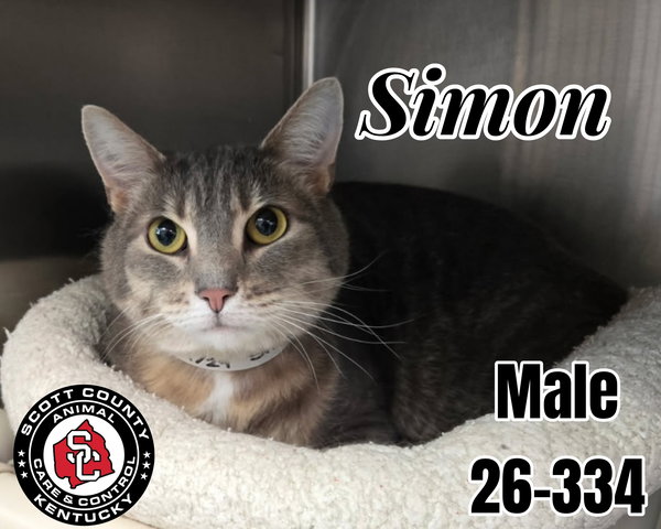 Simon