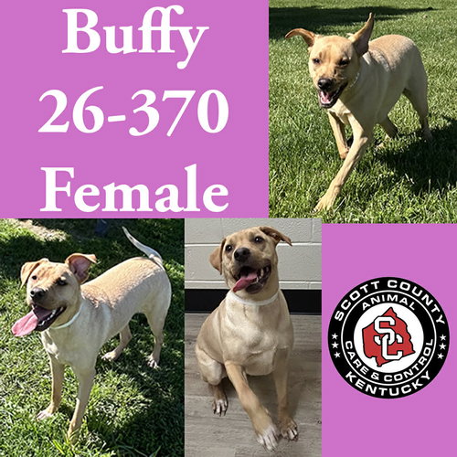 Buffy, an adoptable Labrador Retriever in Georgetown, KY