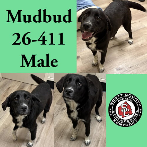 Mudbud, an adoptable Labrador Retriever in Georgetown, KY