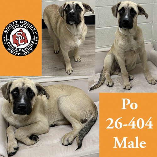 Po, an adoptable Belgian Shepherd Malinois in Georgetown, KY