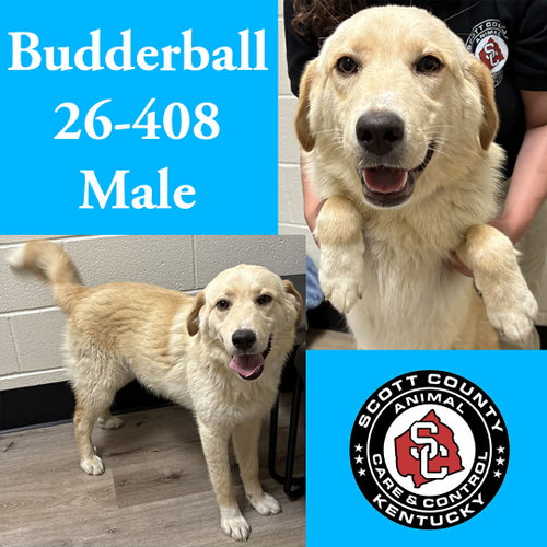 Budderball, an adoptable Labrador Retriever in Georgetown, KY