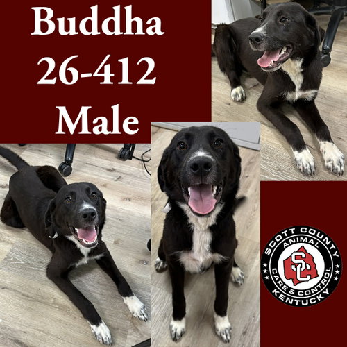 Buddha, an adoptable Labrador Retriever in Georgetown, KY
