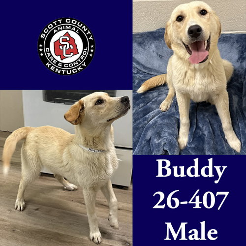 Buddy, an adoptable Labrador Retriever in Georgetown, KY