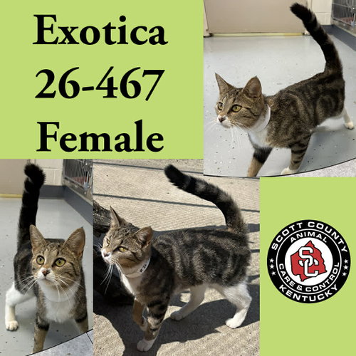 Exotica