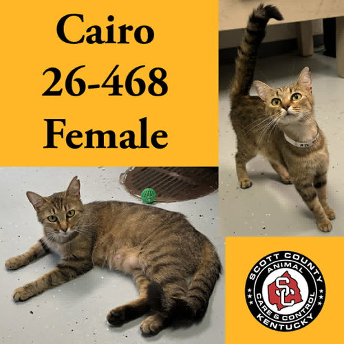 Cairo