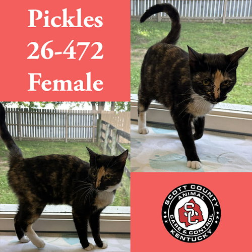 Pickles
