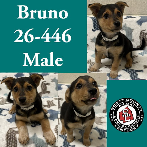 Bruno