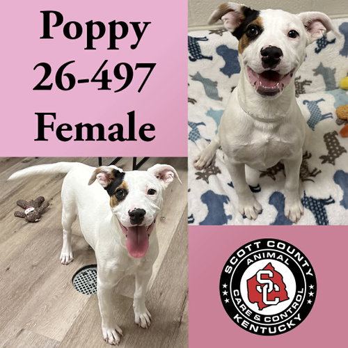 Poppy