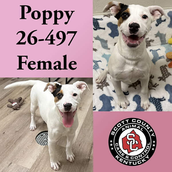 Poppy