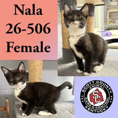 Nala