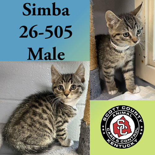Simba