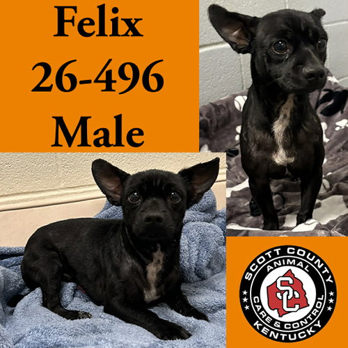 Felix