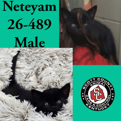 Neteyam
