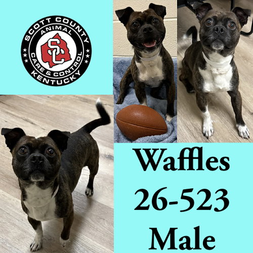 Waffles