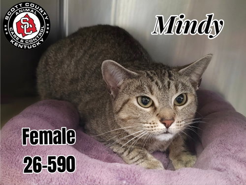 Mindy, an adoptable Domestic Short Hair in Georgetown, KY