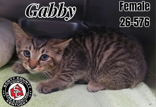 Gabby, an adoptable Domestic Short Hair in Georgetown, KY