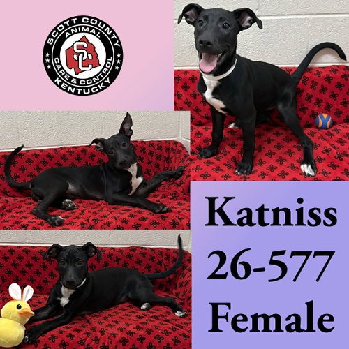 Katniss, an adoptable Labrador Retriever in Georgetown, KY