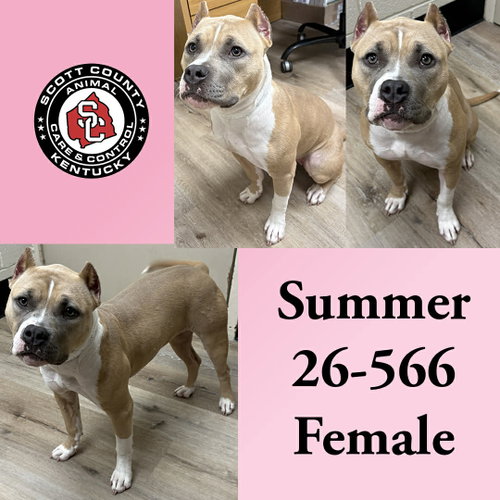 Summer, an adoptable American Pit Bull Terrier in Georgetown, KY