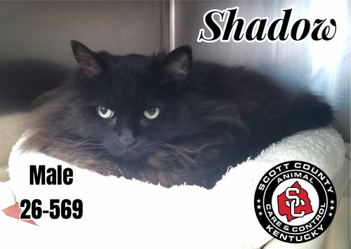Shadow, an adoptable Domestic Long Hair in Georgetown, KY