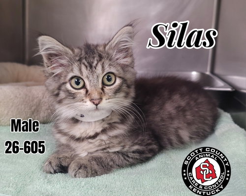 Silas, an adoptable Domestic Long Hair in Georgetown, KY