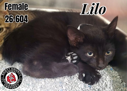 Lilo, an adoptable Manx in Georgetown, KY