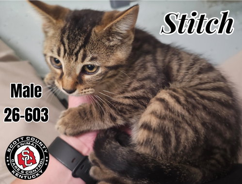 Stitch, an adoptable Domestic Short Hair in Georgetown, KY