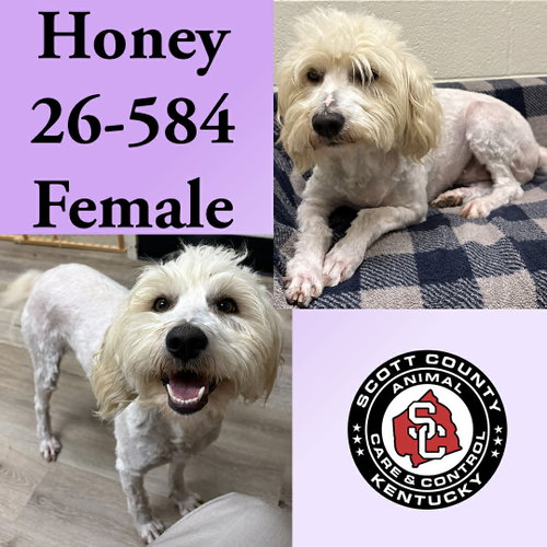 Honey, an adoptable Golden Retriever in Georgetown, KY