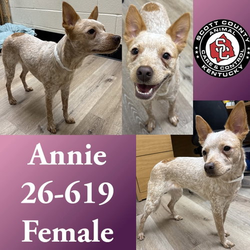 Annie, an adoptable Cattle Dog in Georgetown, KY