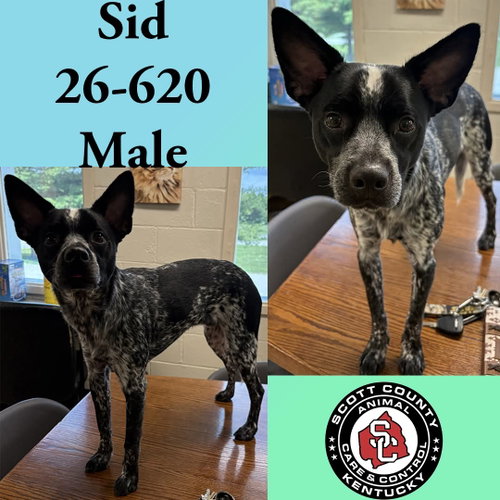 Sid, an adoptable Cattle Dog in Georgetown, KY