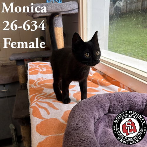 Monica