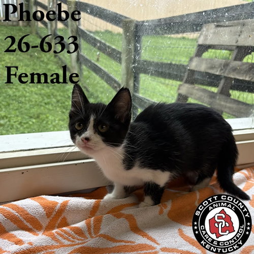 Pheobe