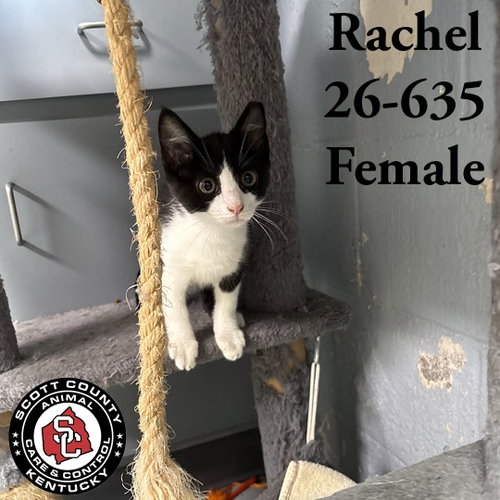 Rachel