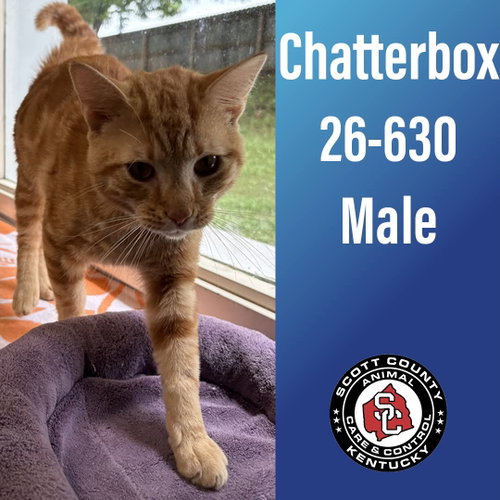 Chatterbox