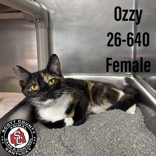 Ozzy