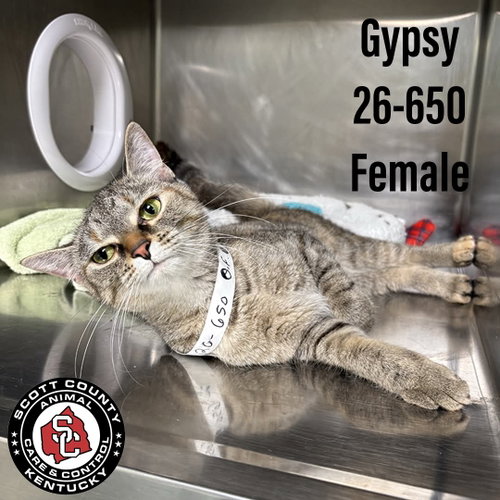 Gypsy