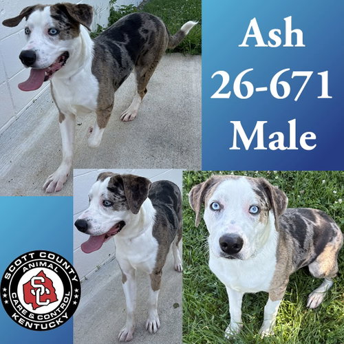 Ash