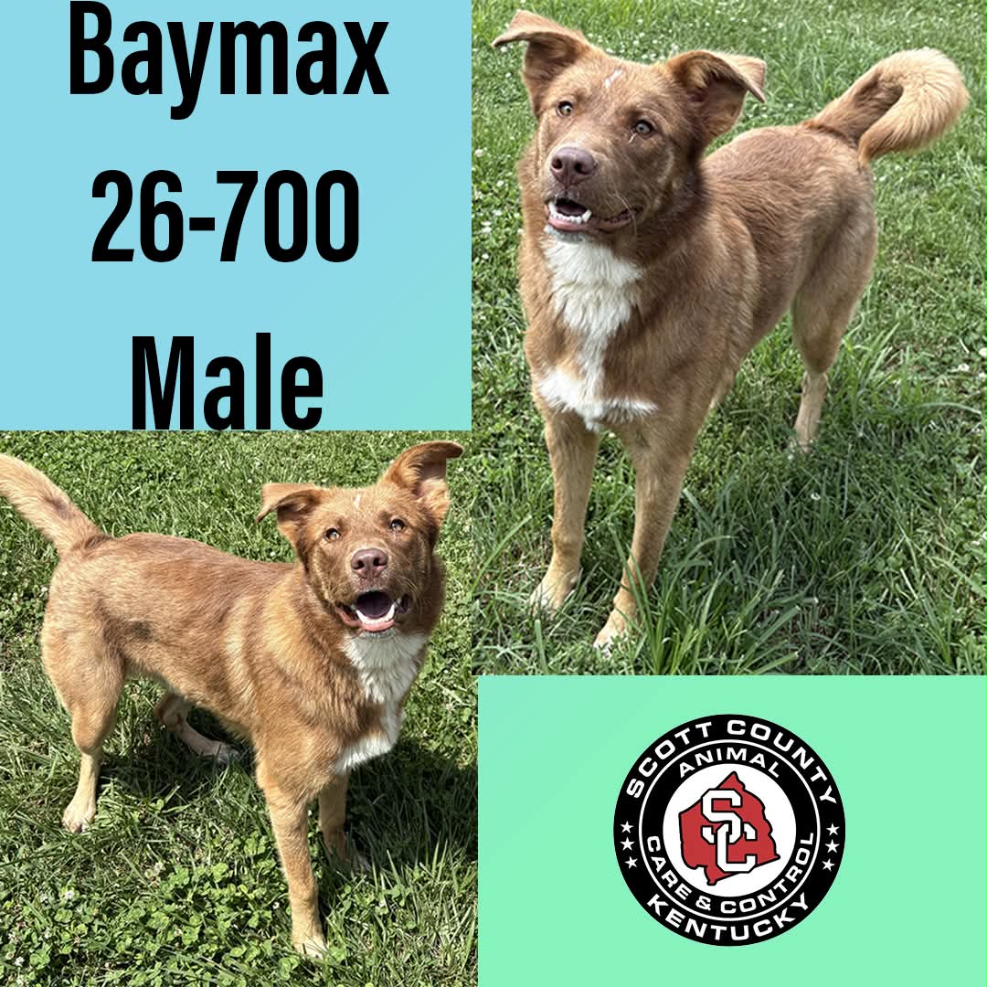 Baymax - Shepherd