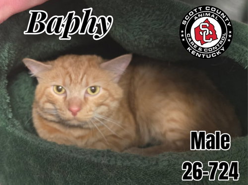 Baphy