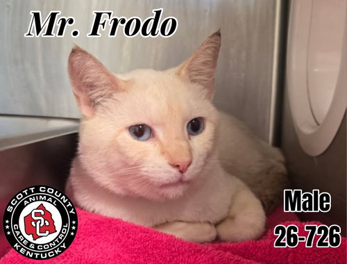 Mr. Frodo